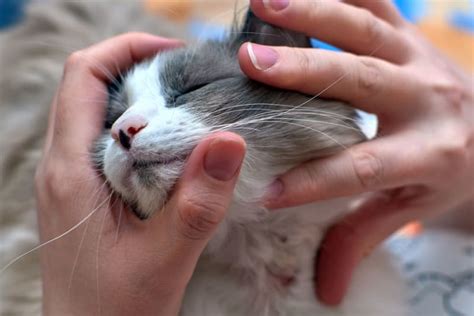 Cat Skin Allergies | Our local vet in Gaithersburg