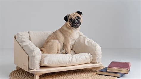 Dog Sofa Beds For Big Dogs | Baci Living Room