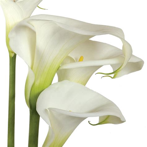 White Lilies by George Stevenson