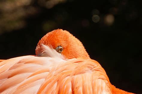 Bird Flamingo Feathers - Free photo on Pixabay - Pixabay