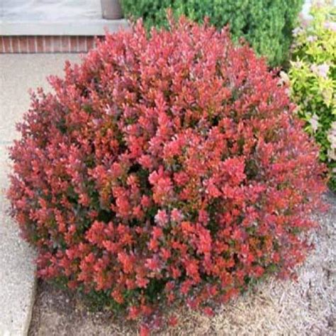 Are Barberry Berries Poisonous To Dogs