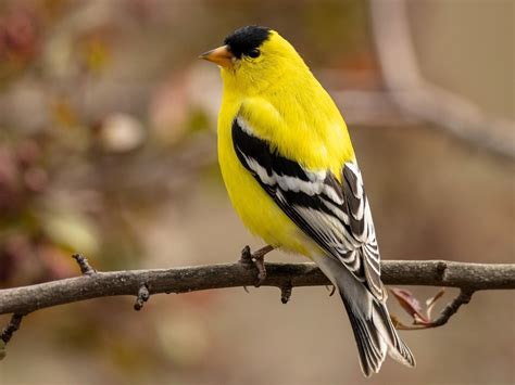 American Goldfinch - NestWatch