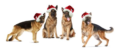 The Twelve Breeds of Christmas: German Shepherd Dog! - Tevra Pet