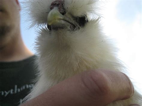 White Silkie Chicken | BackYard Chickens - Learn How to Raise Chickens