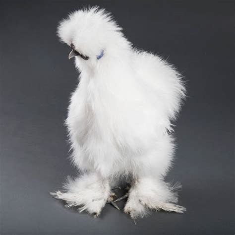 Silkie Chicken Stock Photos, Pictures & Royalty-Free Images - iStock