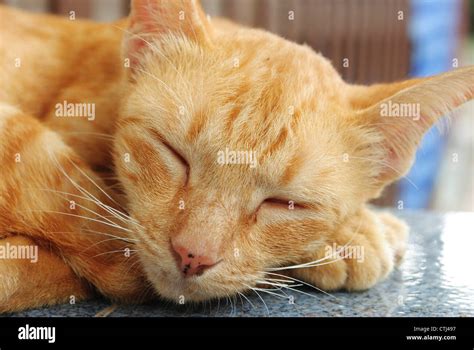 sleeping yellow cat Stock Photo - Alamy