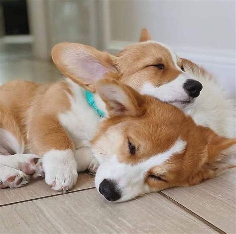 Cute corgi 😍🐕 | Corgi, Cute corgi puppy, Cute corgi