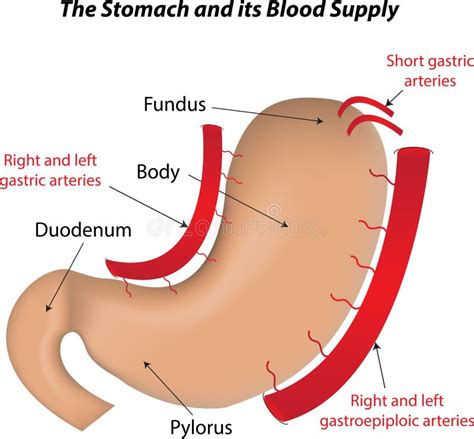 Blood Supply Of Stomach Diagram