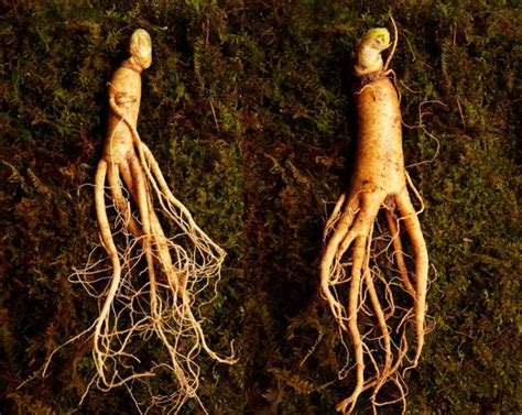 Ginseng: Health Benefits, Facts, And Research, 40% OFF