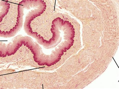 esophagus Diagram | Quizlet