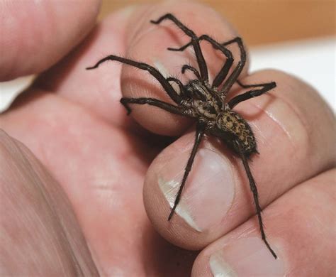 giant house spider bite - Tandy Maier