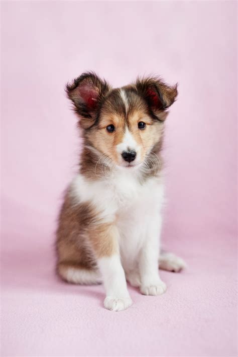 Letzter Besuch bei der Züchterin | Shetland sheepdog, Sheepdog ...