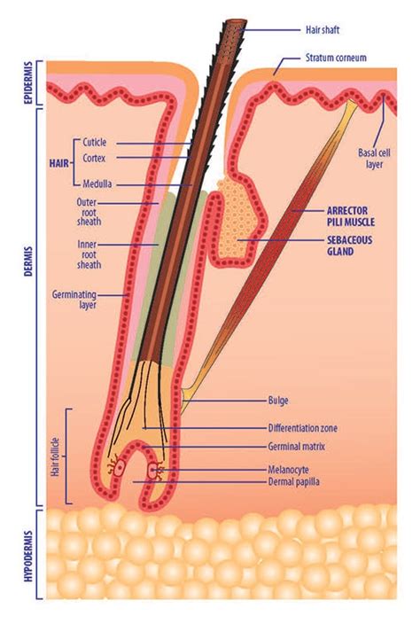 Hair Follicle: Function, Structure Associated Conditions, 53% OFF