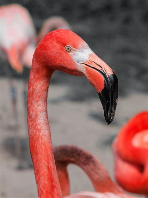 Flamingo Bird Photos, Download The BEST Free Flamingo Bird Stock Photos ...