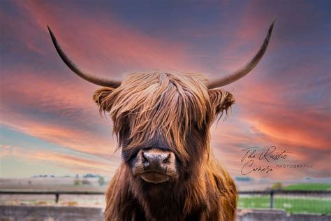 Sunset Highland Cow Digital Download - Etsy