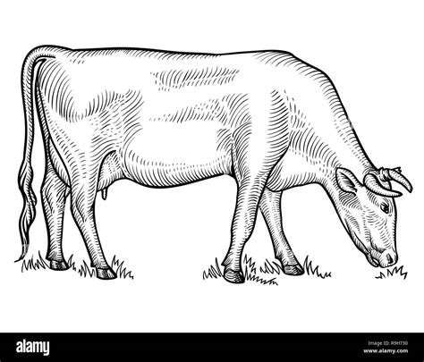 Cow drawing hi-res stock photography and images - Alamy