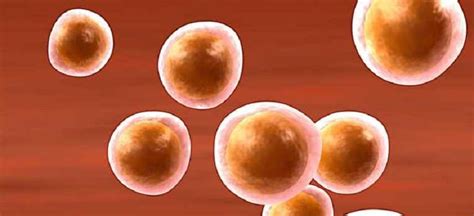 Ovulation Induction - IVF