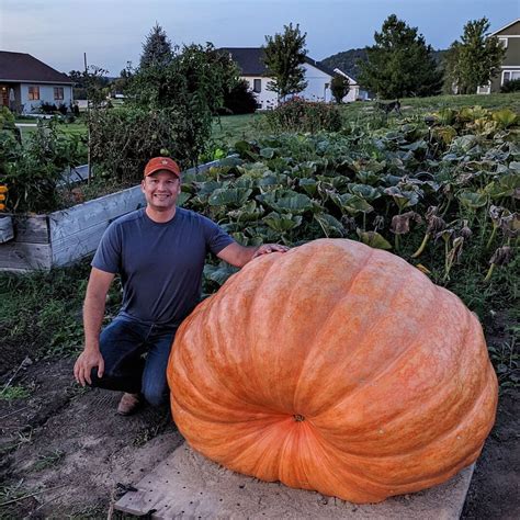 Giant Pumpkin Seeds 2023 Howard Dill Winner 2 Seeds - Etsy