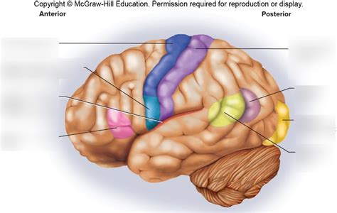 Brain Lobes Diagram | Quizlet