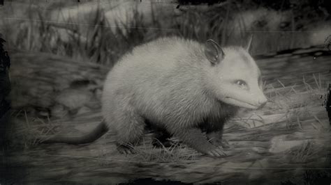 Virginia Opossum location in Red Dead Redemption 2 | Shacknews