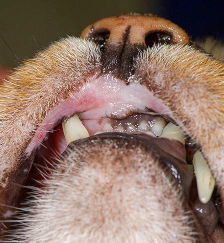 Dog Mouth Sores Treatment - img-tootles