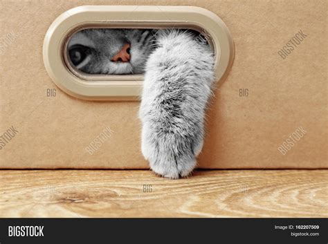 Cute Cat Cardboard Box Image & Photo (Free Trial) | Bigstock