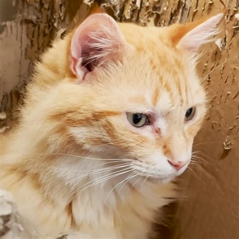 Cat can’t give up his favorite cardboard box, even after shredding it ...