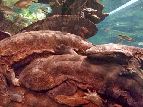 Japanese Giant Salamander