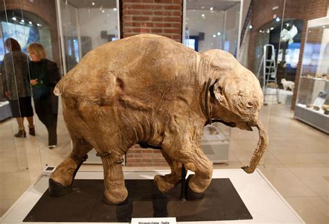 Mammoth | Definition, Size, Height, Picture, & Facts | Britannica