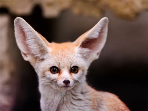 fennec fox in the wild Brown fennec fox, fennec, animals hd wallpaper