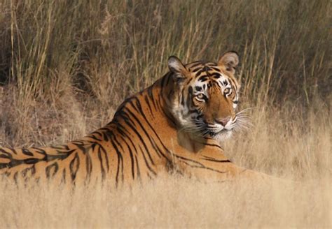 (Threatened ) Endangered Species of Wildlife of Rajasthan - RajRAS ...