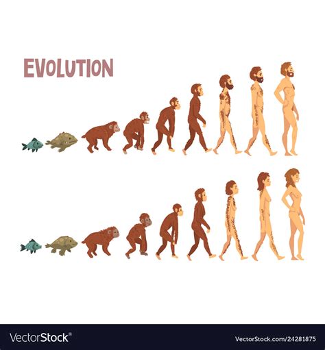 Biology human evolution stages evolutionary Vector Image