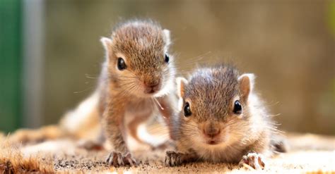 Squirrel Lifespan: How Long Do Squirrels Live? - A-Z Animals