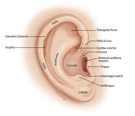 Ear Pinna Helix