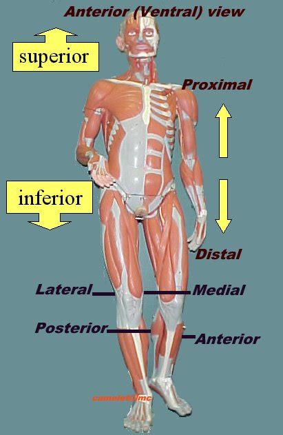 anatomy and physiology: Directional Body Terms