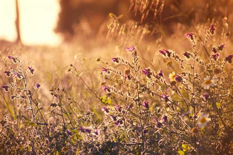 Selective Focus Photography of Purple Flowers · Free Stock Photo