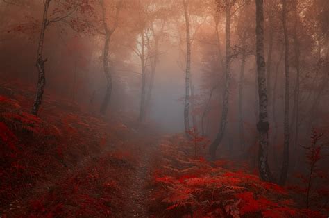 Fog Autumn Wallpapers - Wallpaper Cave