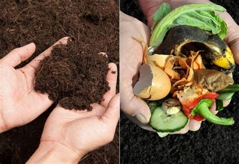 Humus Vs. Compost: What’s The Difference? - Gardening Chores