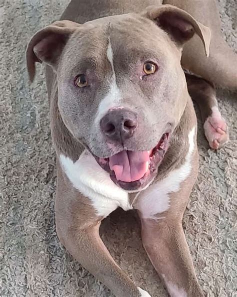 Red Nose & Blue Nose Pitbull Mix: Info, Pictures, Facts, FAQs & More