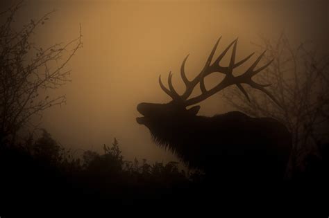 Bull Elk Bugling in the Fog at Sunrise - Nature - Jeb McConnell Photography