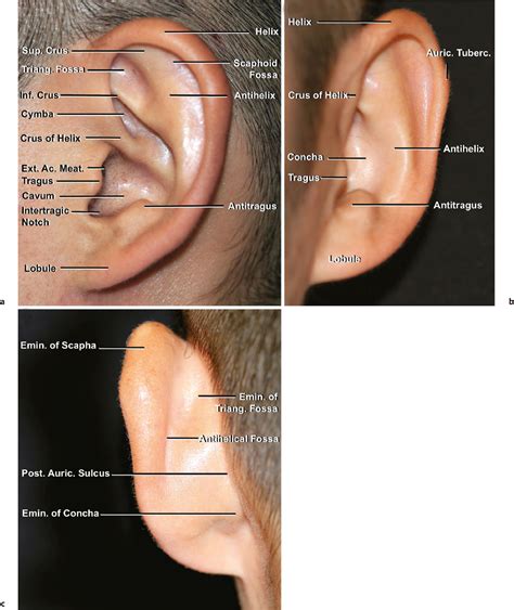 Posterior External Ear Anatomy