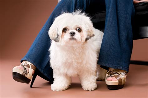 Shih-Poo Mixed Dog Breed Pictures, Characteristics, & Facts