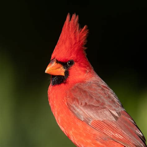 Northern Cardinal ⋆ Tucson Audubon