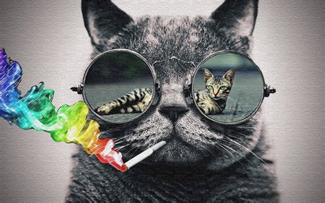 Cat with Glasses Wallpapers - Top Free Cat with Glasses Backgrounds ...