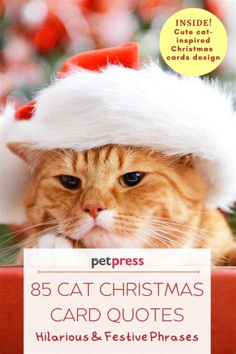 85 Hilarious & Festive Phrases for Cat Christmas Card Quotes