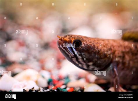 Snakehead fish hi-res stock photography and images - Alamy