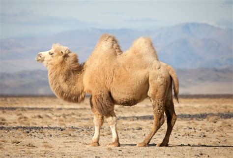 Wild Bactrian Camel: Is This Animal Endangered?