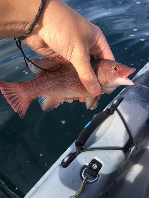 Juvenile California Sheephead : r/MicroFishing