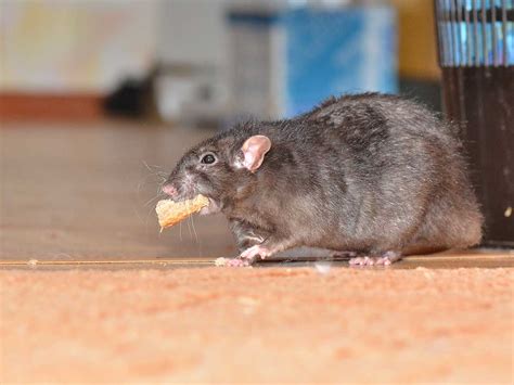 The Importance Of Rat Removal Services | Animal Trappers