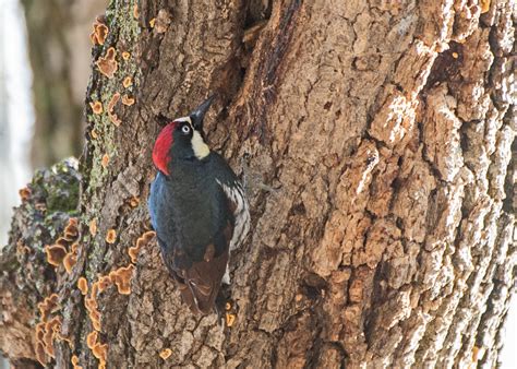 Acorn Woodpecker